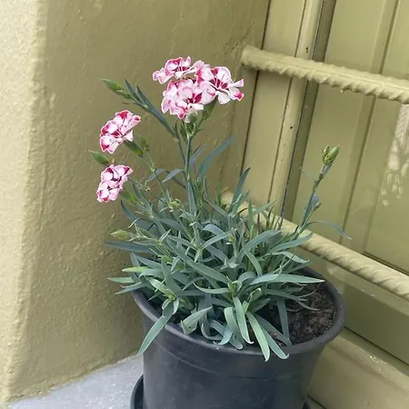 Palm Tree Hill Casa di campagna