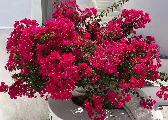 Casa di campagna Palm Tree Hill