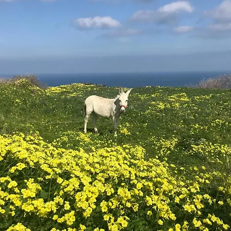 팜 트리 힐 컨트리하우스 *