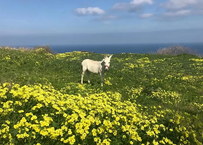 팜 트리 힐 컨트리하우스 *