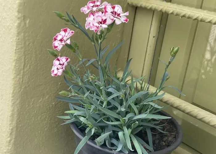 Palm Tree Hill Venkovský dům