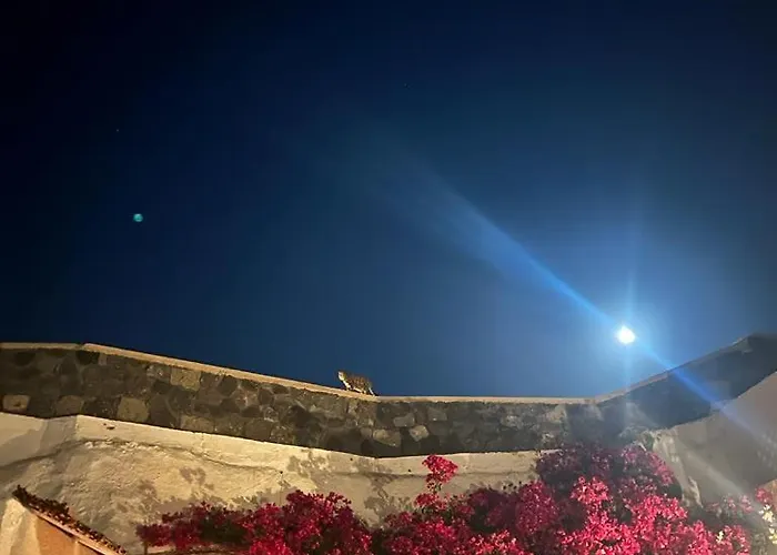 Gospodarstwo wiejskie Palm Tree Hill *